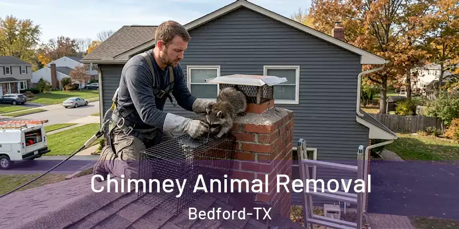  Chimney Animal Removal Bedford-TX